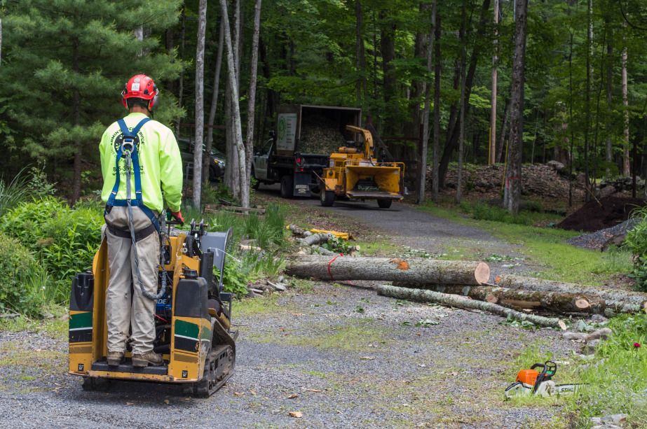 Tree Removal Services in Hayesville, NC: Costs, Safety & What Homeowners Should Know
